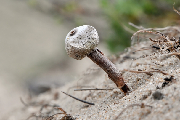 donkerstelige stuifbal (tulostoma melanocylum) 5-2012 8310
